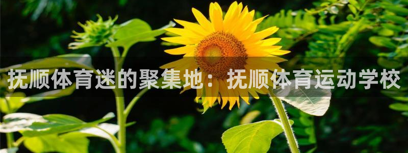 竞技宝客服打不开怎么办：抚顺体育迷的聚集地：抚顺体育运动学校